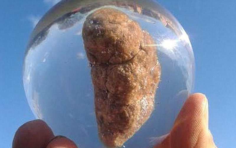 [视频]英粪便博物馆将巡展18种生物粪便 包括3800万年样本