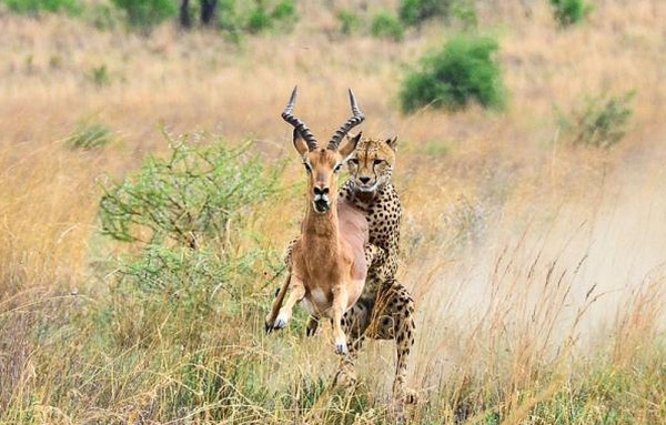 [视频]摄影师南非捕捉到猎豹冲刺捕猎瞬间