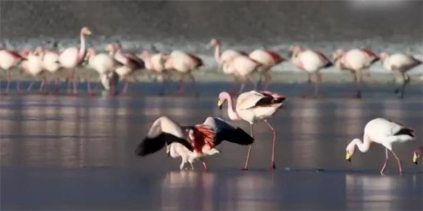[视频]栖息在海拔 4000米的火烈鸟 早晨做的第一件事竟是