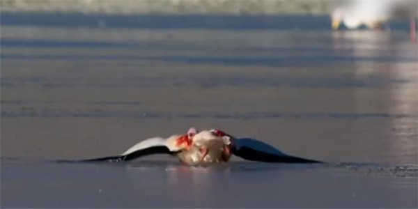 [视频]栖息在海拔 4000米的火烈鸟 早晨做的第一件事竟是