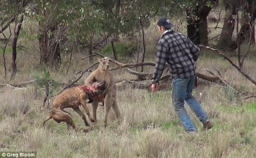 [视频]爱犬遭袋鼠锁喉 澳男子一拳将其打蒙
