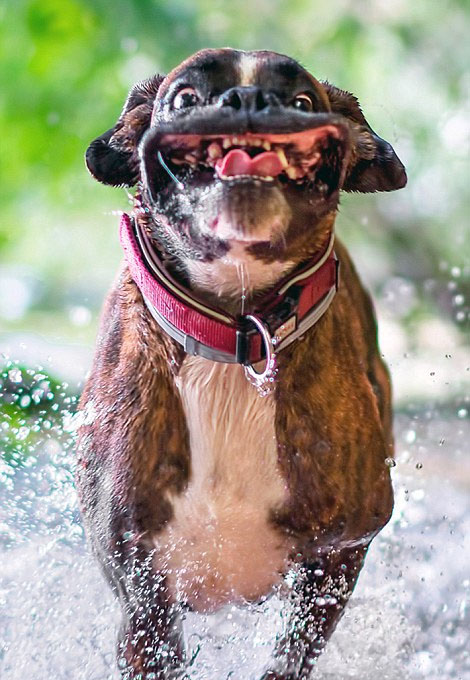 [视频]超萌！匈牙利摄影师抓拍爱犬搞笑日常