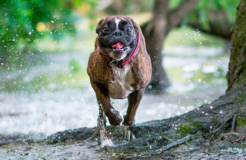 [视频]超萌！匈牙利摄影师抓拍爱犬搞笑日常