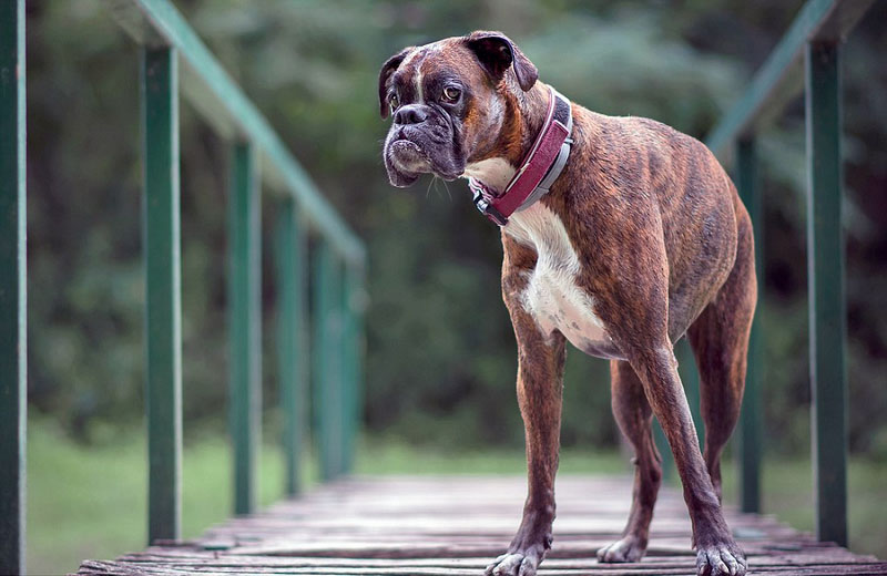 [视频]超萌！匈牙利摄影师抓拍爱犬搞笑日常