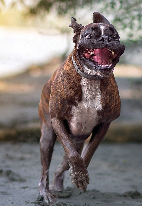 [视频]超萌！匈牙利摄影师抓拍爱犬搞笑日常