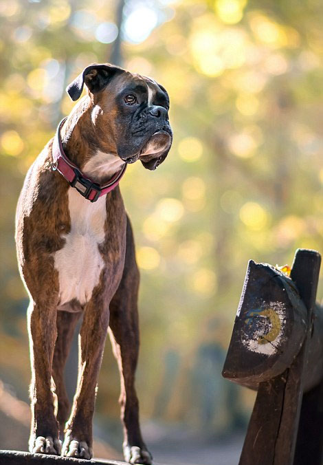 [视频]超萌！匈牙利摄影师抓拍爱犬搞笑日常