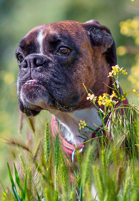 [视频]超萌！匈牙利摄影师抓拍爱犬搞笑日常