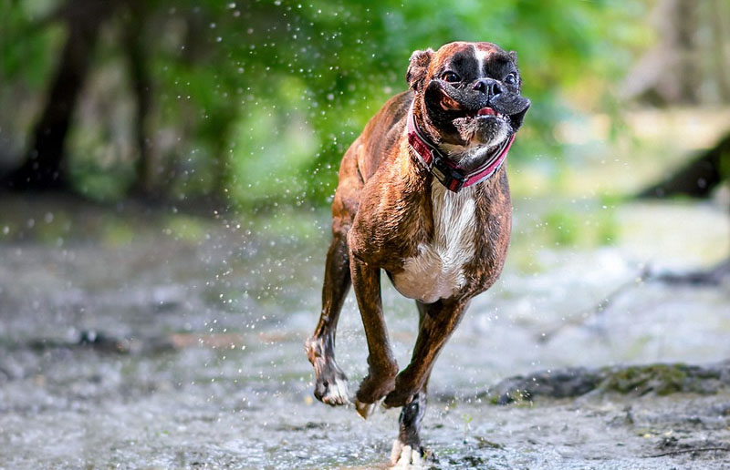 [视频]超萌！匈牙利摄影师抓拍爱犬搞笑日常