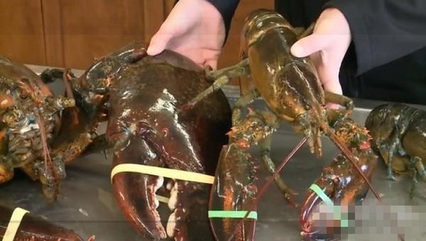 [视频]1.2米百岁大龙虾被女生救了