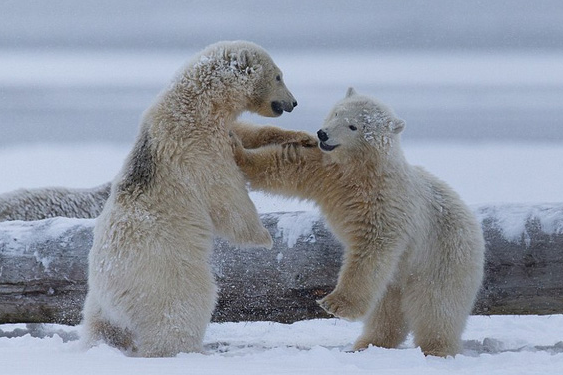 [视频]萌翻！阿拉斯加两北极熊崽打架嬉戏