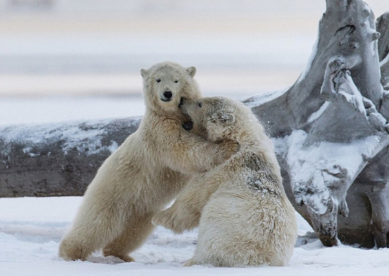 [视频]萌翻！阿拉斯加两北极熊崽打架嬉戏