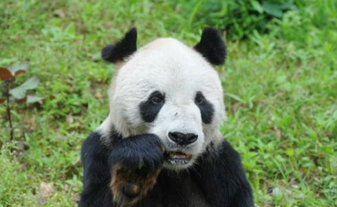 [视频]大熊猫“盼盼”31岁高龄离世