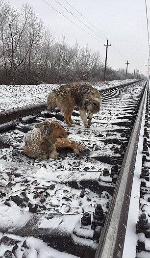 [视频]小狗受伤无法爬出铁轨 同伴守护不离不弃