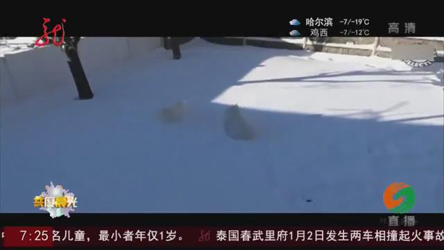 [视频]宠物也爱下雪天