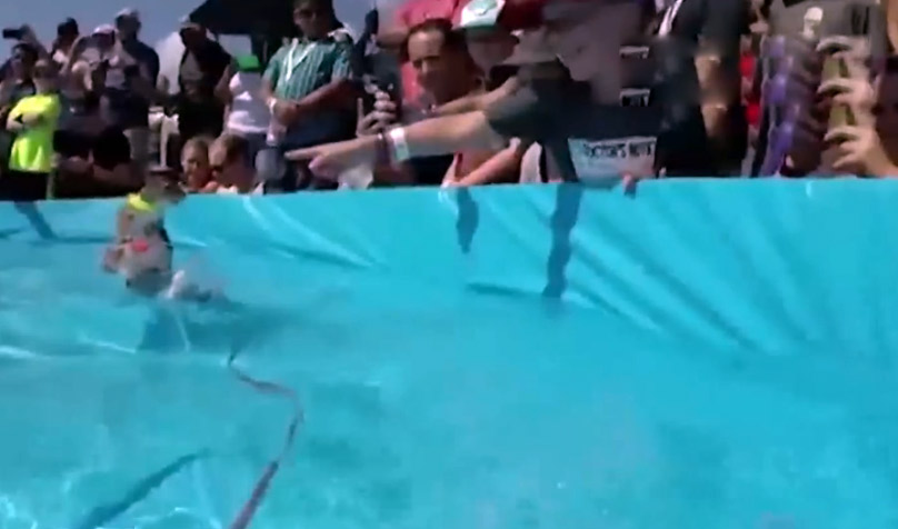 [视频]萌翻了！可爱松鼠玩冲浪 游上帆船手扶把手有模有样 