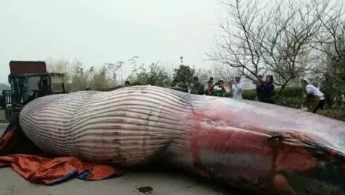 [视频]8吨重的鲸鱼被肢解喂狗？当事人：捞上来就是死的
