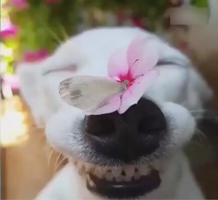 [视频]可爱一幕：鼻子上落蝴蝶 汪星人笑成一朵花