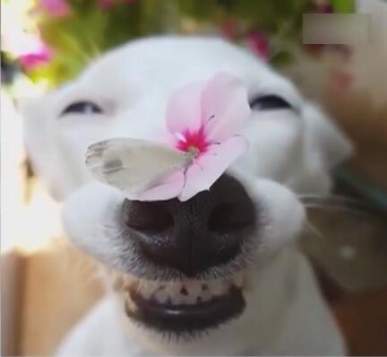 [视频]可爱一幕：鼻子上落蝴蝶 汪星人笑成一朵花