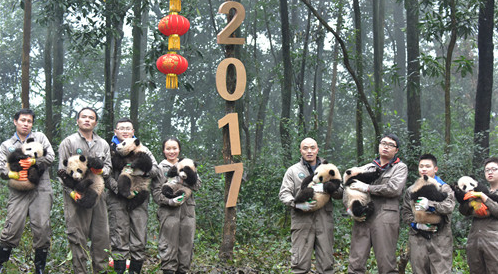[视频]全球大熊猫迎新年活动 四川雅安：新出生大熊猫宝宝集体亮相