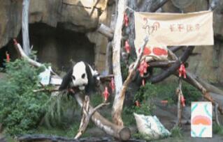 [视频]“小礼物”是个吃货：中国大熊猫在美国欢度新年