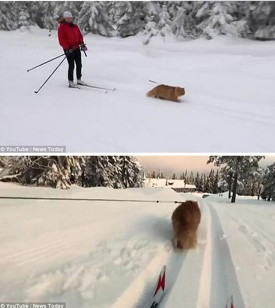 [视频]拉雪橇的猫走红网络 简直抢了雪橇犬的饭碗