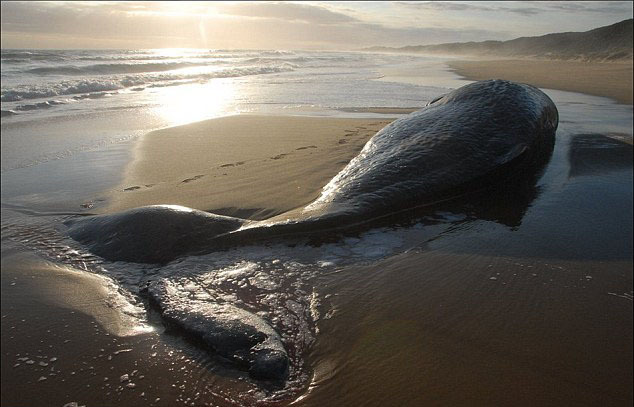 [视频]416头鲸鱼搁浅南岛海滩 大部分鲸鱼已死亡