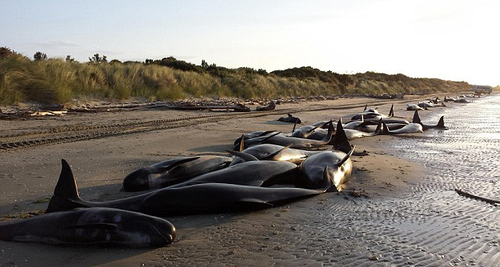 [视频]416头鲸鱼搁浅南岛海滩 大部分鲸鱼已死亡