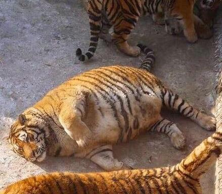 [视频]黑龙江：“微胖界”的东北虎 小粗腿大胖脸