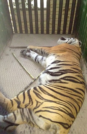 [视频]印度一老虎进村咬死6人 大象加入搜寻队追凶