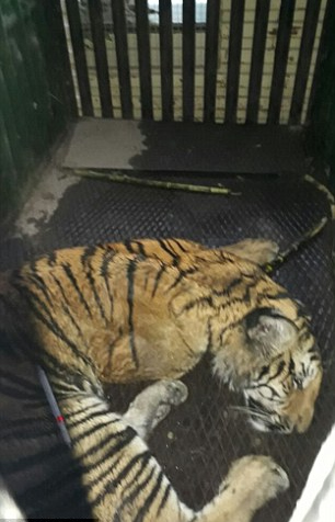 [视频]印度一老虎进村咬死6人 大象加入搜寻队追凶