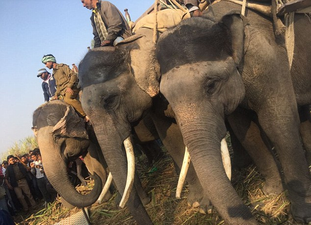 [视频]印度一老虎进村咬死6人 大象加入搜寻队追凶