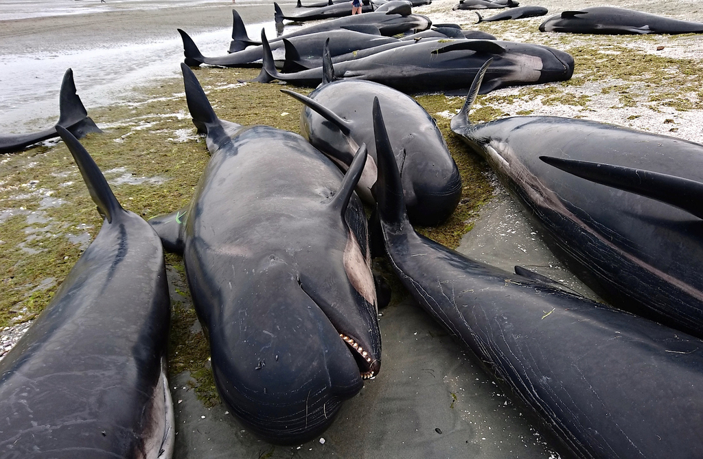 [视频]新西兰数百头巨头鲸搁浅 规模之大实属罕见