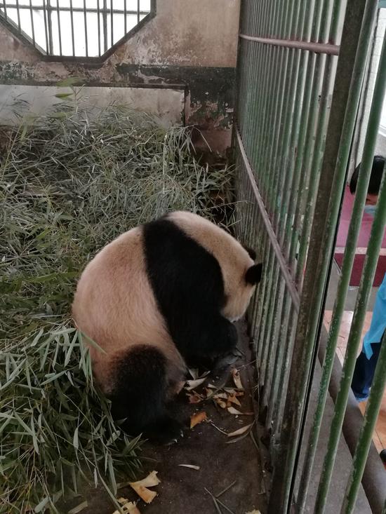 [视频]兰州动物园大熊猫口吐白沫 官方回应称正常