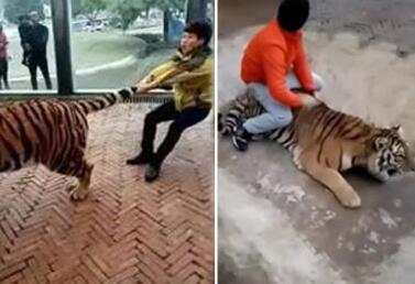 [视频]贵州：动物园被曝“直播虐虎” 园方回应并未虐待动物