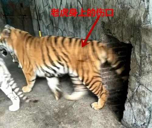 [视频]贵州：动物园被曝“直播虐虎” 园方回应并未虐待动物