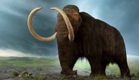[视频]猛犸象两年后可复活 穿越4000年只待合格代孕体