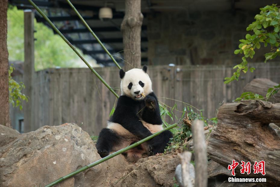 [视频]旅美大熊猫“宝宝”成长记（组图）