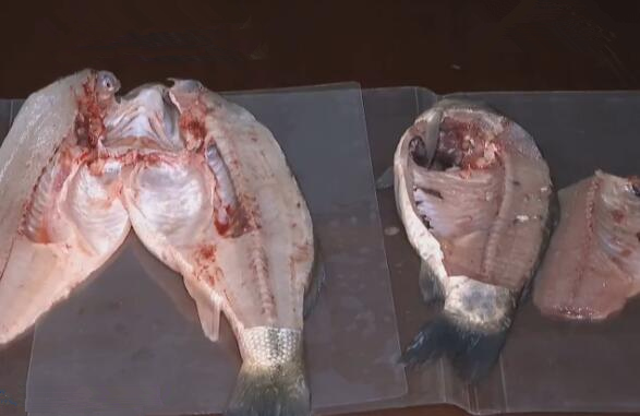 [视频]吃鱼不敢吃鱼肚黑膜 其实“黑”不代表脏