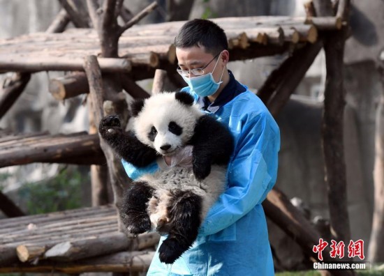 [视频]四川成都：探秘大熊猫“抱大腿”背后的故事