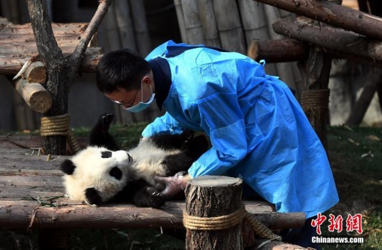 [视频]四川成都：探秘大熊猫“抱大腿”背后的故事