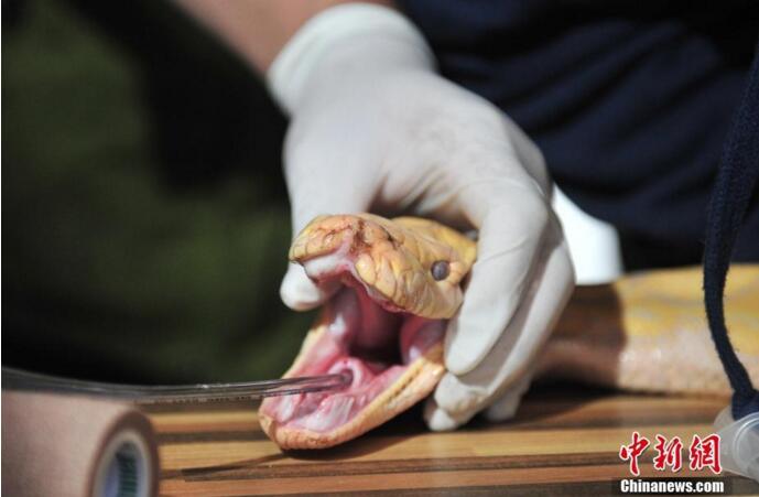 [视频]世界上最危险蛇类之一：兽医对4米蟒蛇进行口腔检查