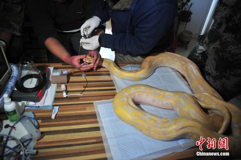 [视频]世界上最危险蛇类之一：兽医对4米蟒蛇进行口腔检查