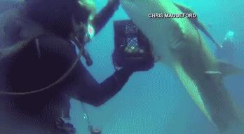 [视频]惊奇！鲨鱼求救 让潜水员拔出体内鱼钩