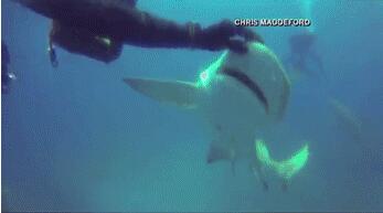 [视频]惊奇！鲨鱼求救 让潜水员拔出体内鱼钩