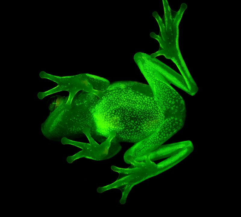 [视频]世界上第一种“荧光蛙”被发现 真的能发光