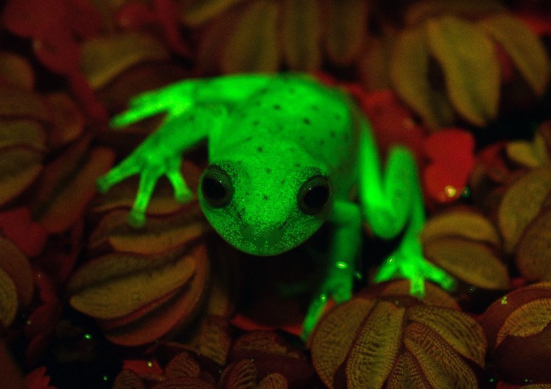 [视频]世界上第一种“荧光蛙”被发现 真的能发光