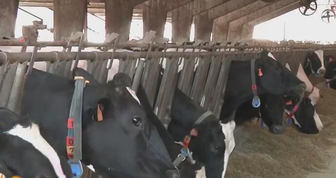 [视频]意大利：牛粪博物馆 变废为宝更环保