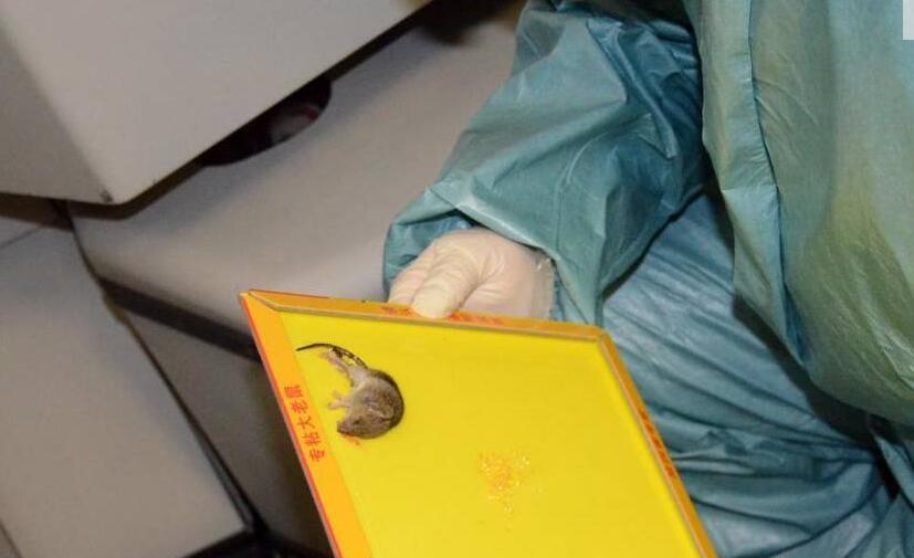 [视频]飞机上发现活鼠 检疫人员布下500块粘鼠板