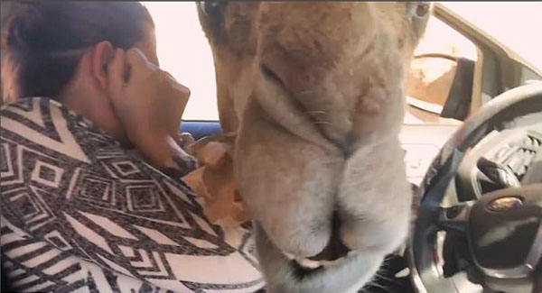 [视频]美国动物园骆驼霸气抢游客午餐