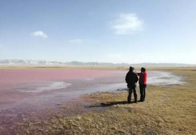 [视频]青海湖一附属湖泊“变红”：初判排除工业污染 系湖内盐藻迅速繁殖所致